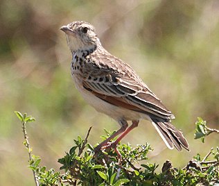 Rotnackenlerche, Mirafra africana athi, Rufous-naped Lark